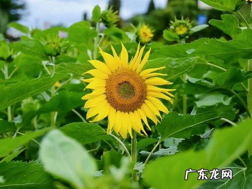 心理美文《心若向阳》朗诵 心理美文《心若向阳》