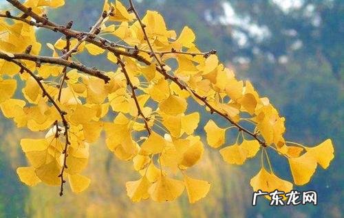 银杏叶作文细节描写 银杏叶的细节描写