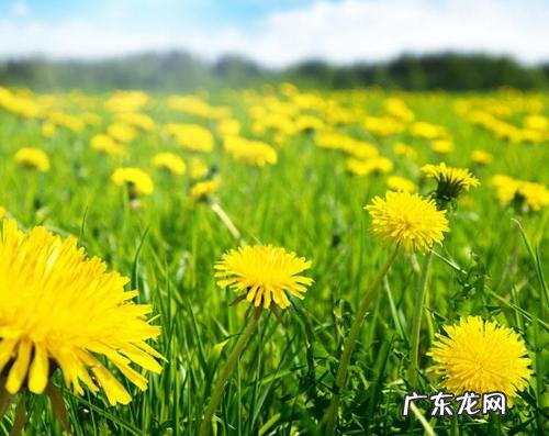 蒲公英是什么样的图片 蒲公英是什么样子