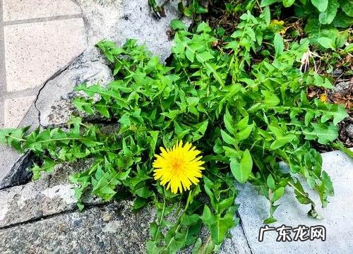 蒲公英是什么样的图片 蒲公英是什么样子