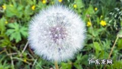 关于描写蒲公英的写作方法