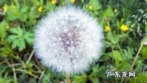 关于描写蒲公英的写作方法