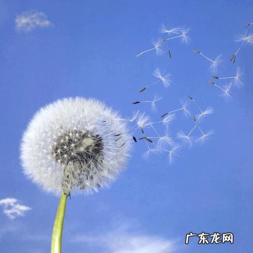 关于描写蒲公英的写作方法