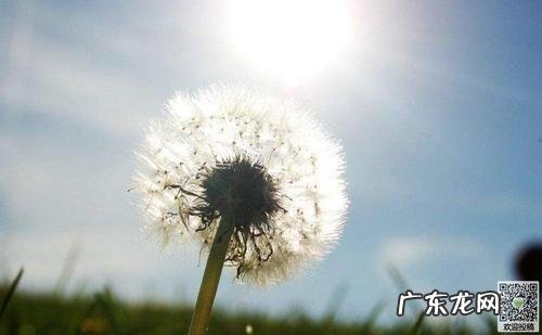 关于描写蒲公英的写作方法