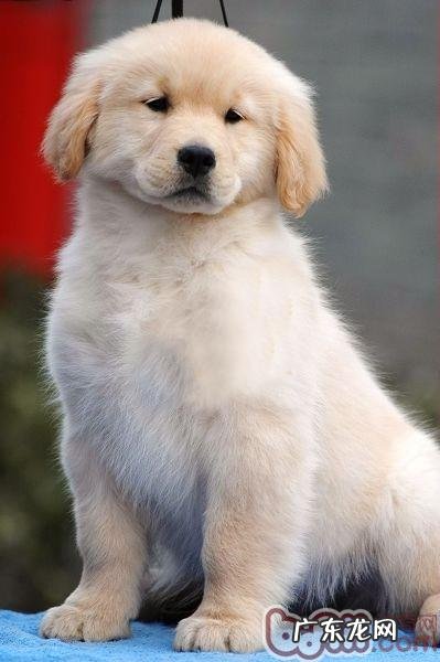 海藻粉针对小狗的美容护肤功效