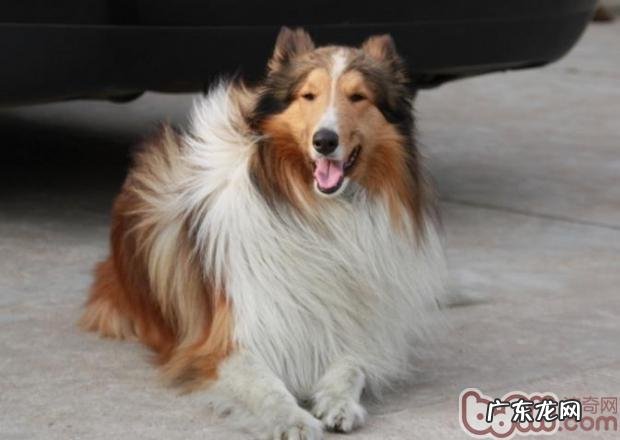 养宠物家中怎样搞好除味工作中