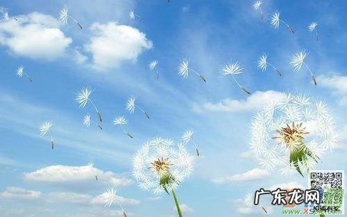 有趣的蒲公英作文150字 有趣的蒲公英300字