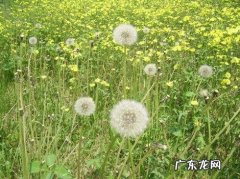 怎样描写蒲公英的外形 蒲公英的外形特点描写简单