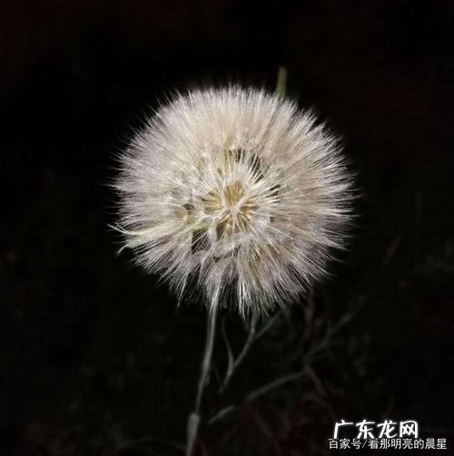 怎样描写蒲公英的外形 蒲公英的外形特点描写简单