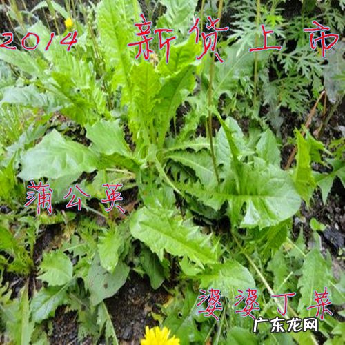 野生蒲公英叶子图片 野生蒲公英