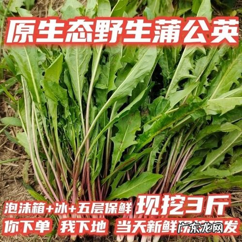 野生蒲公英叶子图片 野生蒲公英