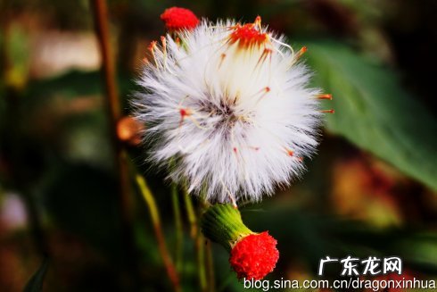 蒲公英传播种子写一段话 仿照蒲公英的花写一段话