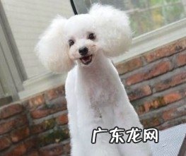 夏天小狗清爽造型设计强烈推荐