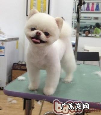 夏天小狗清爽造型设计强烈推荐