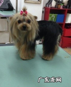 夏天小狗清爽造型设计强烈推荐