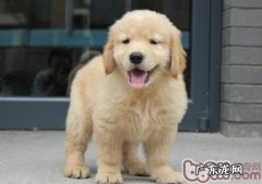 小狗会掉毛的七个缘故