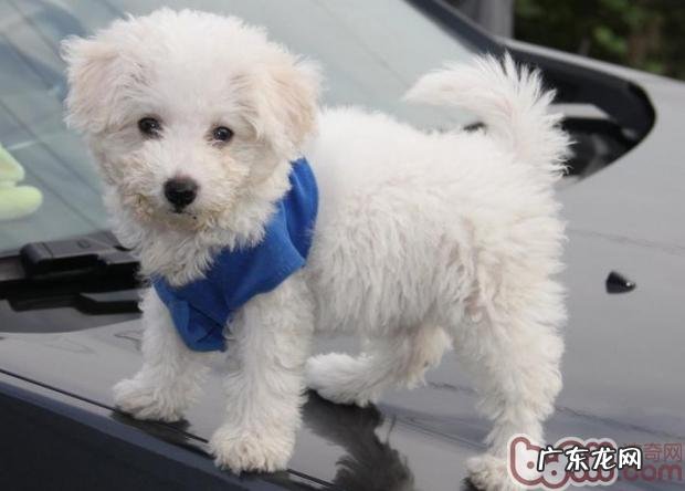 狗狗有眼屎的缘故及治疗办法