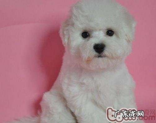 给小狗除去眼泪的五个简易方法