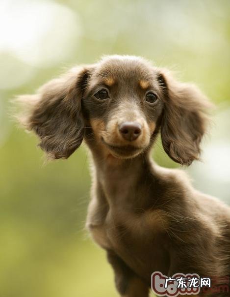 为什么不可以给狗狗吃巧克力