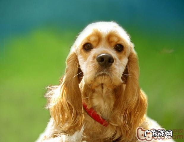 清除小狗脚掌头发的重要性