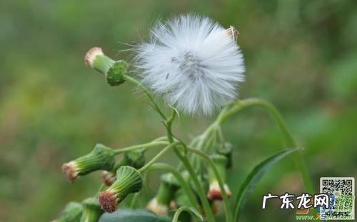 蒲公英的作文400字 可爱的蒲公英花作文