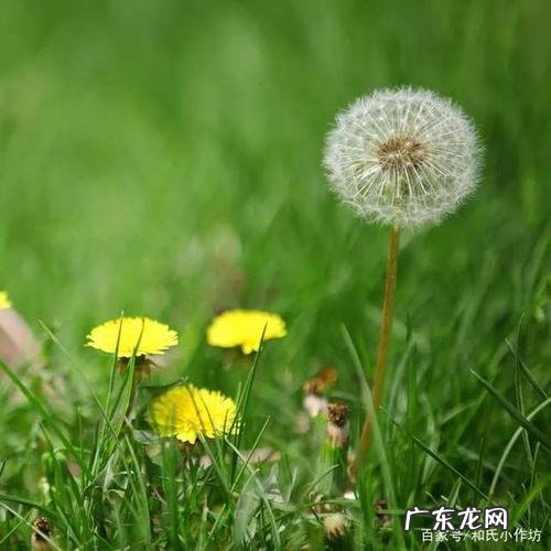 我喜欢的植物蒲公英作文200字 我喜欢的植物蒲公英二年级