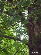 银杏树的生长过程特点 银杏树的生长特点和生存环境