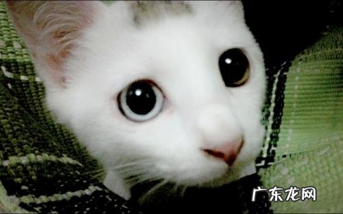 眼珠子滴溜溜的转好不好 眼珠子滴溜溜转的描写