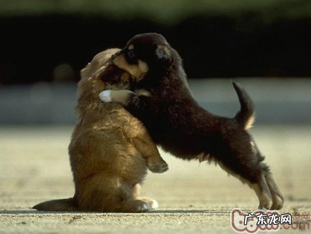 狗狗的窝必须定时执行清除