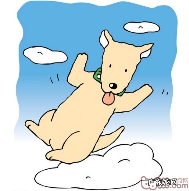 小狗身亡社会心理学科学研究幻想