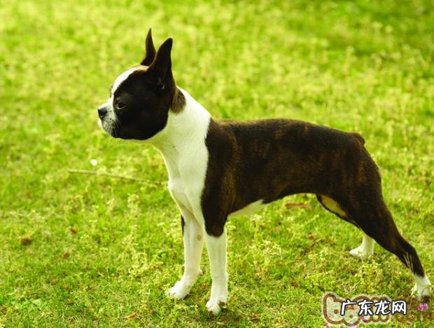 带小狗旅游要提前准备什么物品