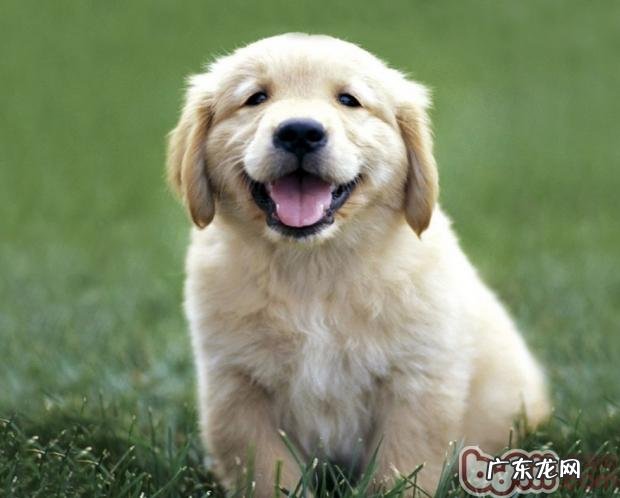 小狗为什么喜欢在地面上翻滚