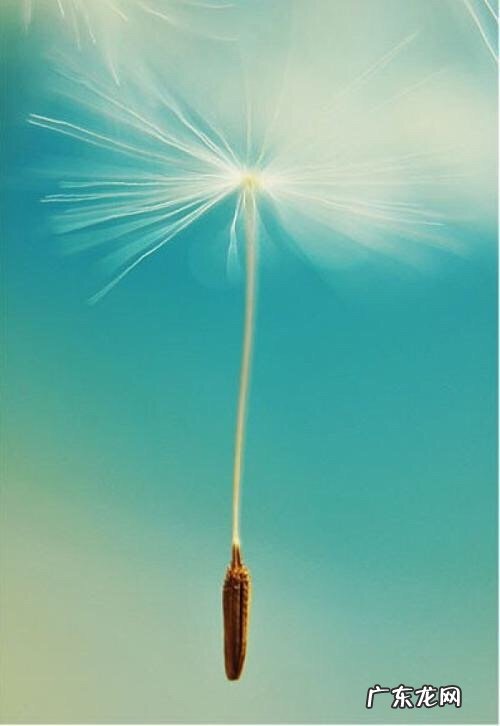 蒲公英的描写 由远及近描写蒲公英