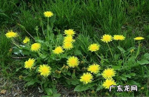 蒲公英的描写 由远及近描写蒲公英