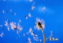 秋天的蒲公英能吃吗 秋天的蒲公英