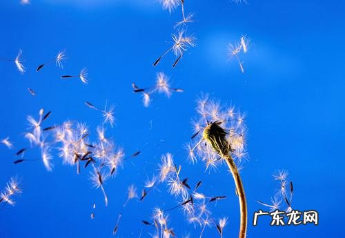 秋天的蒲公英能吃吗 秋天的蒲公英