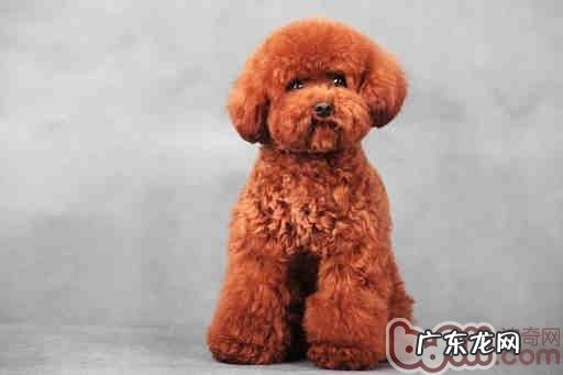 泰迪犬的美容护肤攻略大全全集