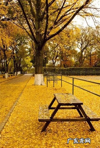 银杏树美图 银杏树美图