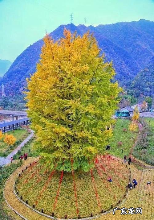 银杏树美图 银杏树美图