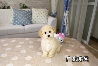 泰迪幼犬日常饮食的常见问题