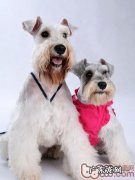 小狗一直挠脸的缘故