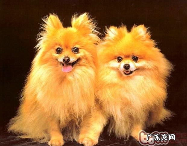 给小狗挑选适合的零食