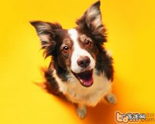 狗狗洗澡必须的清洁用具