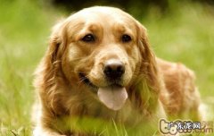 小狗也必须一个优良的睡眠质量