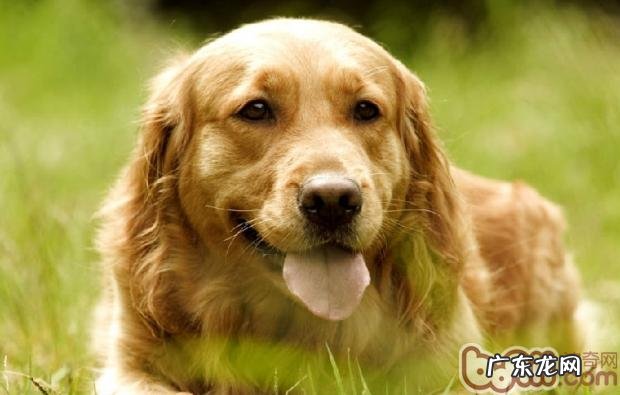 小狗也必须一个优良的睡眠质量