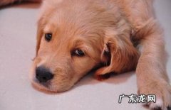 怎样科学研究的协助小狗整理头发