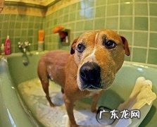 小狗不愿意冼澡应该怎么办