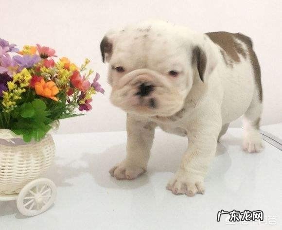 狗狗一次性吃下大量肥肉会不会导致死亡