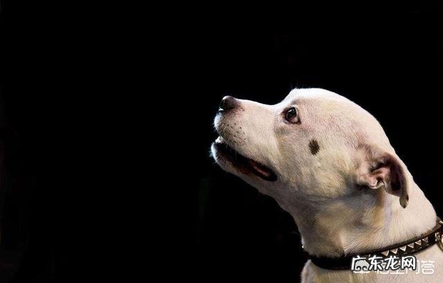 狗狗一次性吃下大量肥肉会不会导致死亡