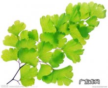 银杏树的树叶 银杏叶的外貌